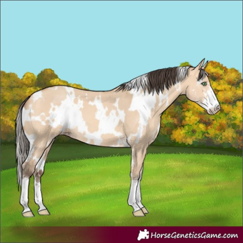 Horse Color:White Spotted Amber Champagne Dun Sabino