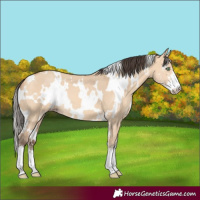 Horse Color:White Spotted Amber Champagne Dun Sabino 