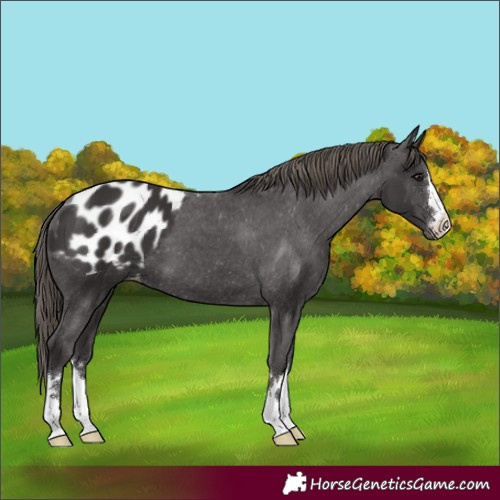 Horse Color:Smoky Black Blanket 