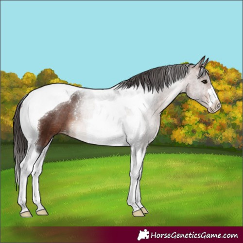 Horse Color:Brown Tobiano Varnish 