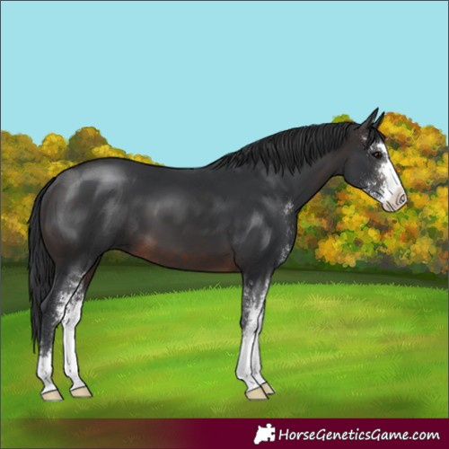 Horse Color:Brown Sabino