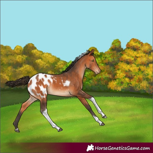Horse Color:Bay Tobiano Varnish Rabicano