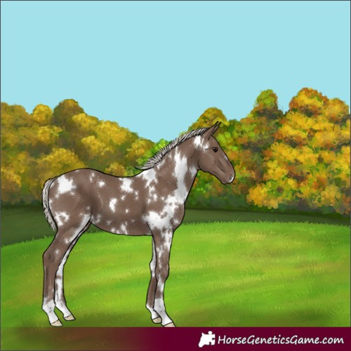 Horse Color:White Spotted Silver Black