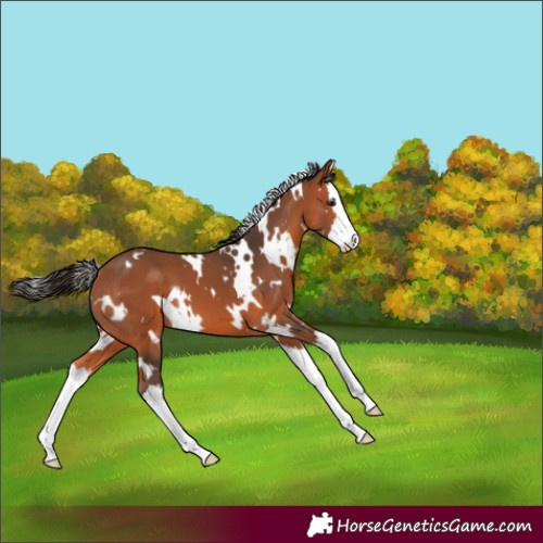 Horse Color:White Spotted Bay Splash 