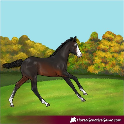 Horse Color:Gray Brown Sabino 