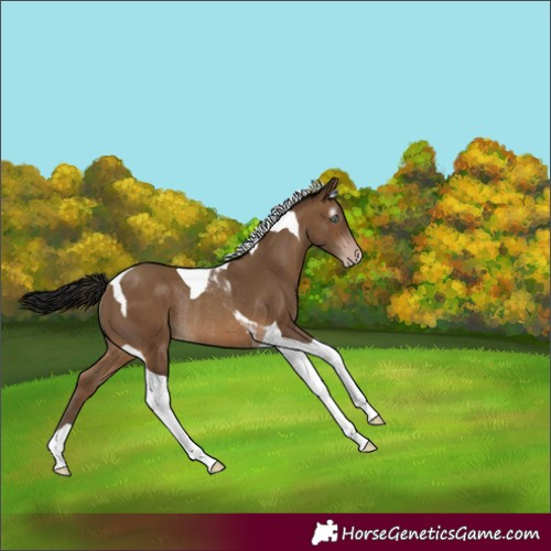 Horse Color:Gray Sable Champagne Tobiano Rabicano 