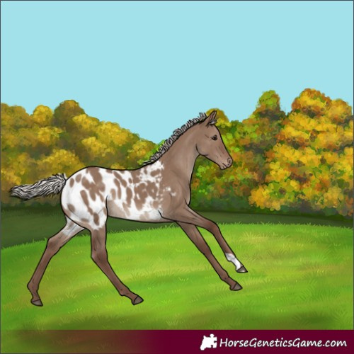 Horse Color:Silver Grullo Blanket 