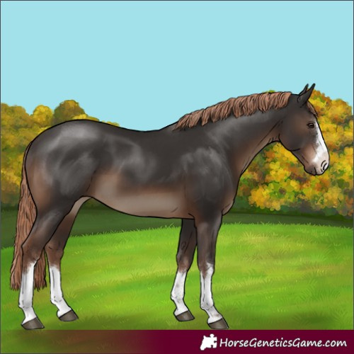 Horse Color:Liver Chestnut