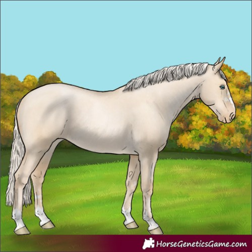 Horse Color:Palomino Pearl Dun Varnish Rabicano