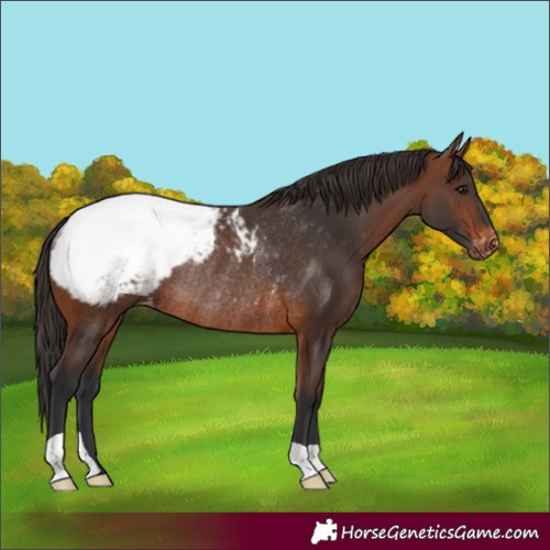 Horse Color:Brown Appaloosa Rabicano