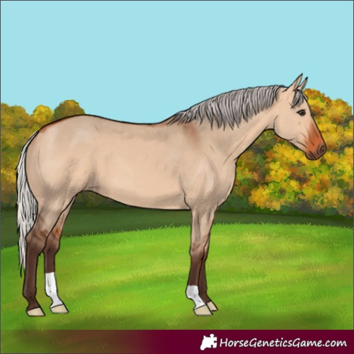 Horse Color:Silver Bay Dun 