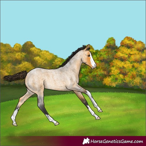 Horse Color:Buckskin Roan 