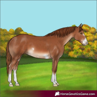 Horse Color:Chestnut 