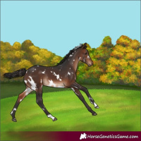 Horse Color:White Spotted Brown 
