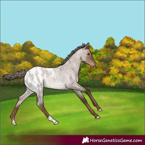 Horse Color:Liver Red Dun Roan Blanket Rabicano