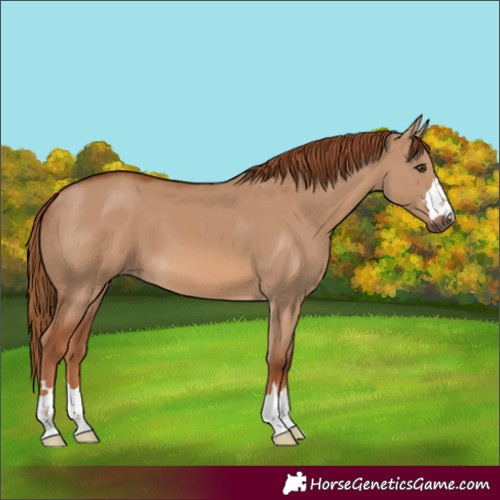 Horse Color:Red Dun 