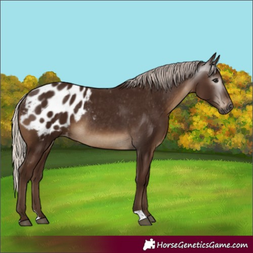 Horse Color:Gray Silver Black Appaloosa Rabicano