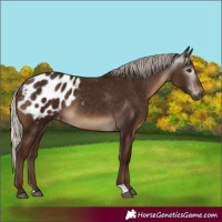 Horse Color:Gray Silver Black Appaloosa Rabicano 