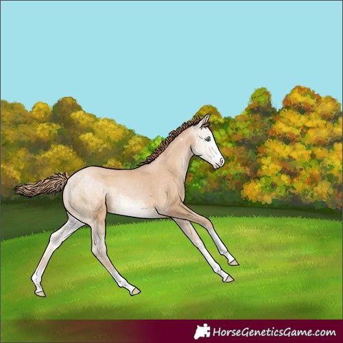 Horse Color:Smoky Black Pearl