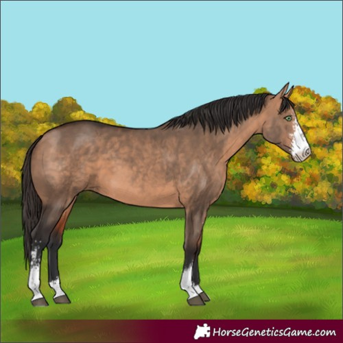 Horse Color:Bay Dun Sabino 