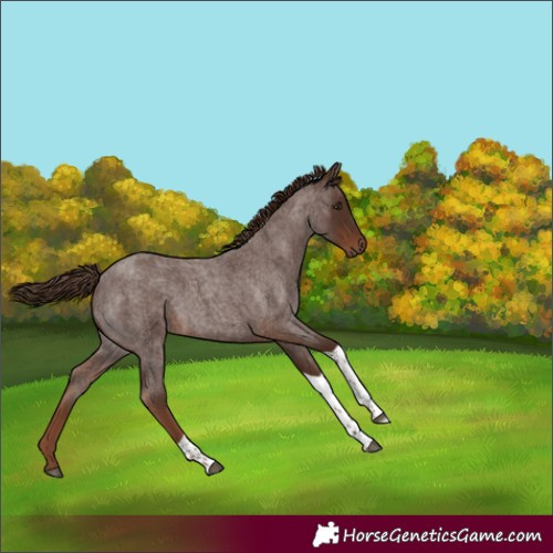 Horse Color:Liver Red Roan Tobiano