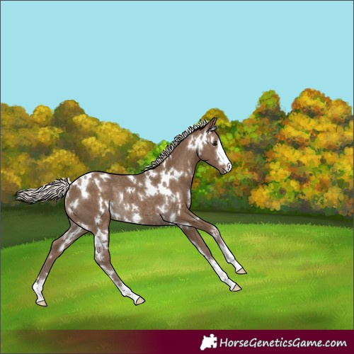 Horse Color:White Spotted Silver Smoky Black Rabicano 