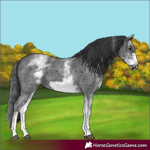 Horse Color:White Spotted Black Sabino Frame