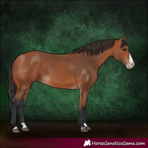 Horse Color:Bay Splash 