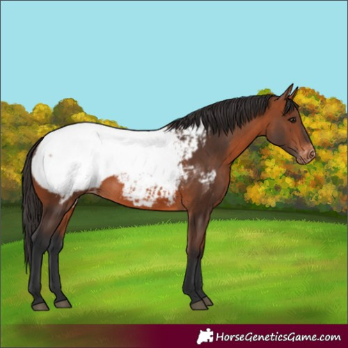 Horse Color:Bay Appaloosa 