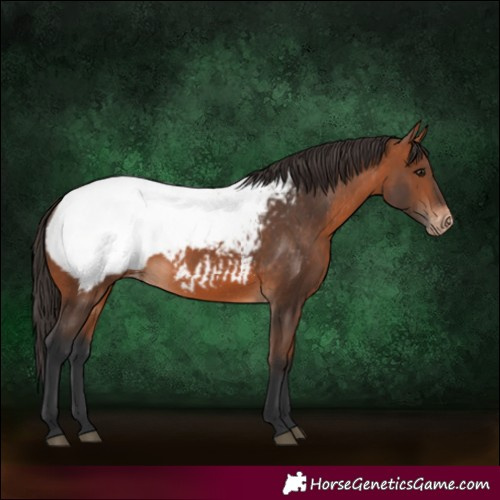 Horse Color:Bay Appaloosa 