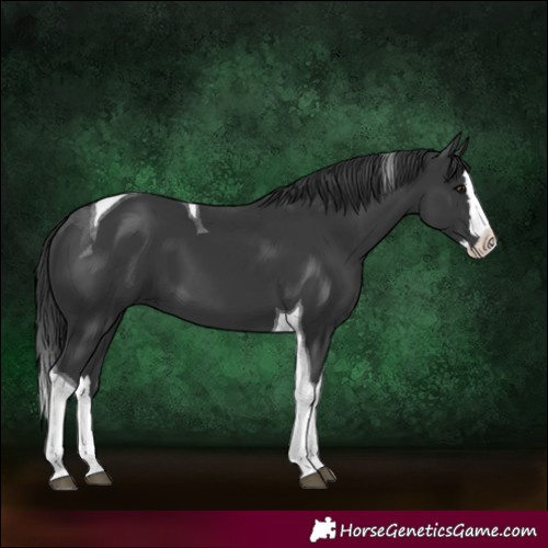 Horse Color:Black Splash Tobiano 