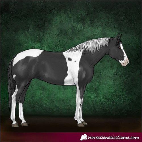 Horse Color:Black Splash Tobiano 
