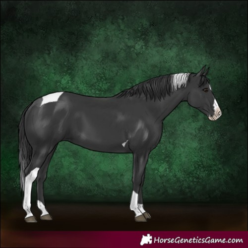 Horse Color:Black Splash Tobiano 