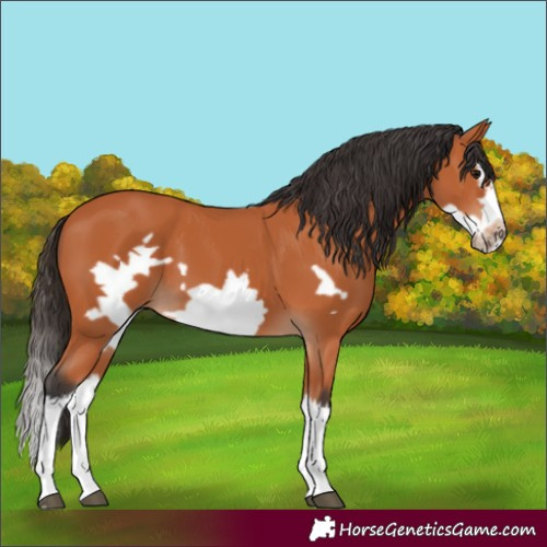Horse Color:Bay Splash Frame 