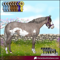 Horse Color:Silver Blue Roan Frame 