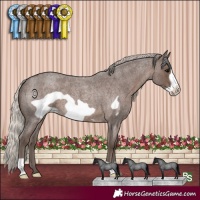 Horse Color:Silver Blue Roan Frame 