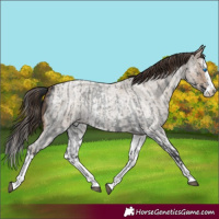 Horse Color:Blue Roan Sabino Splash  and Classic Champagne Roan Sabino Splash 