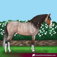 Horse Color:Bay Roan Splash 