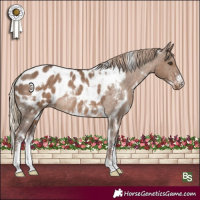 Horse Color:White Spotted Liver Red Dun Sabino Appaloosa Rabicano