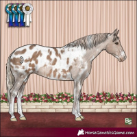 Horse Color:White Spotted Liver Red Dun Sabino Appaloosa Rabicano