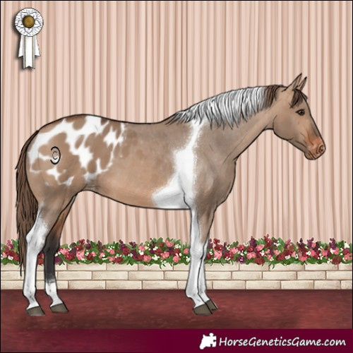 Horse Color:Bay Dun Tobiano Appaloosa 