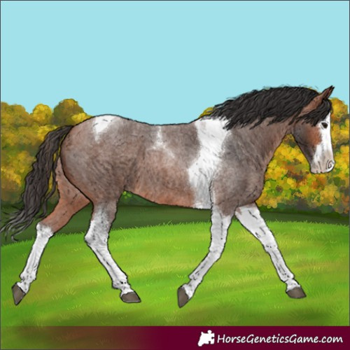 Horse Color:Bay Roan Splash Tobiano 