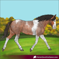 Horse Color:Bay Roan Splash Tobiano 