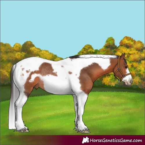 Horse Color:Bay Tobiano Frame Rabicano