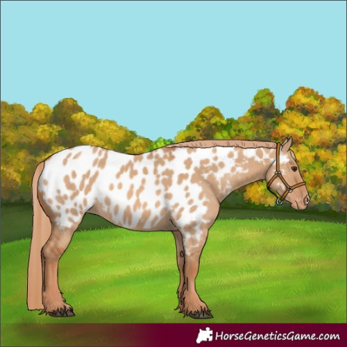 Horse Color:Red Dun Appaloosa 