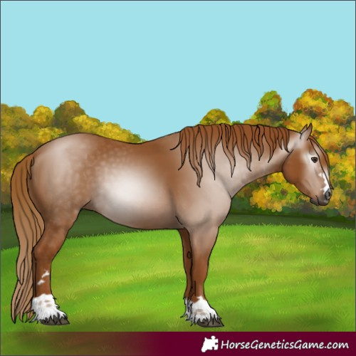 Horse Color:Gray Chestnut
