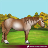 Horse Color:Gray Chestnut 