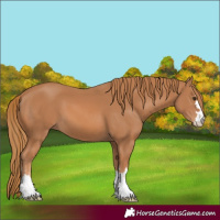 Horse Color:Chestnut 