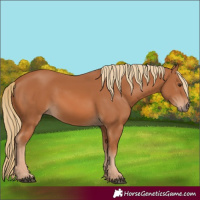Horse Color:Chestnut 