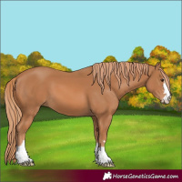 Horse Color:Chestnut 